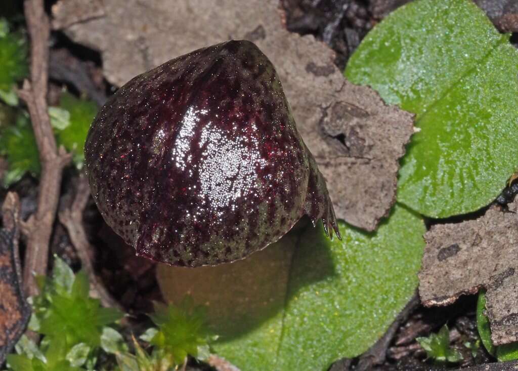 Image of Stately helmet orchid