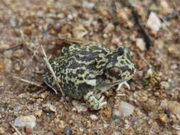 Image of Iberian Spadefoot Toad