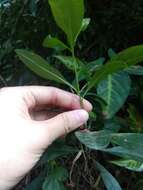 Image of twoleaf nightshade