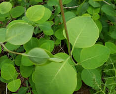 Image of grape honeysuckle