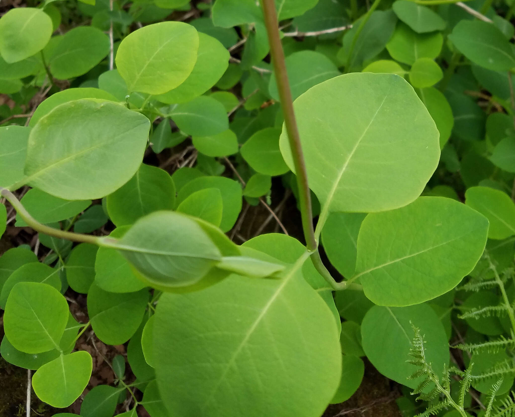 Image of grape honeysuckle