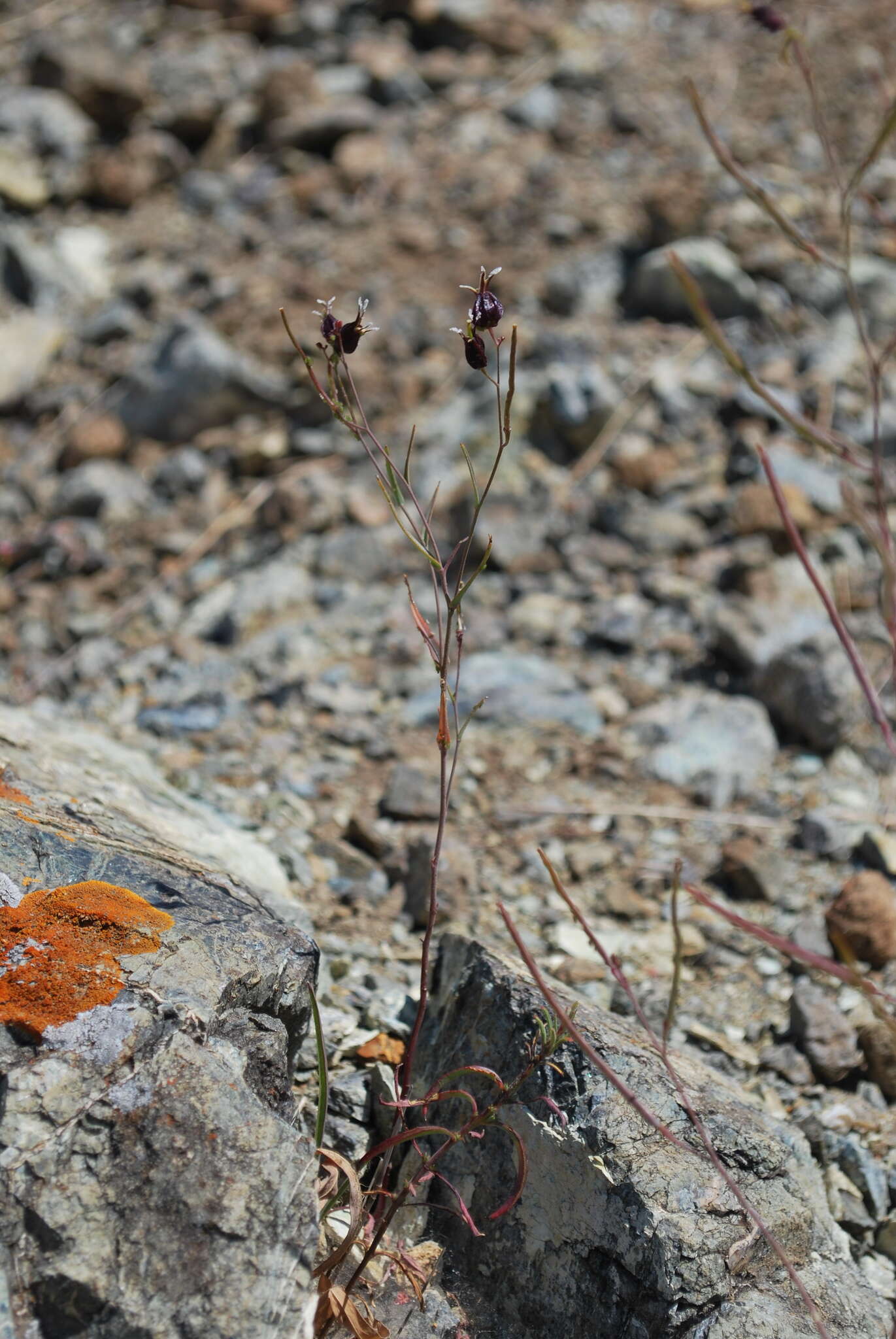 Image of Tiburon jewelflower