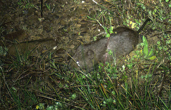 Image of Southern Water Vole