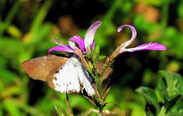 Image of Dicliptera cernua (Nees) J. C. Manning & Goldblatt