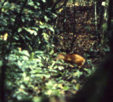 Image of Brooke's duiker