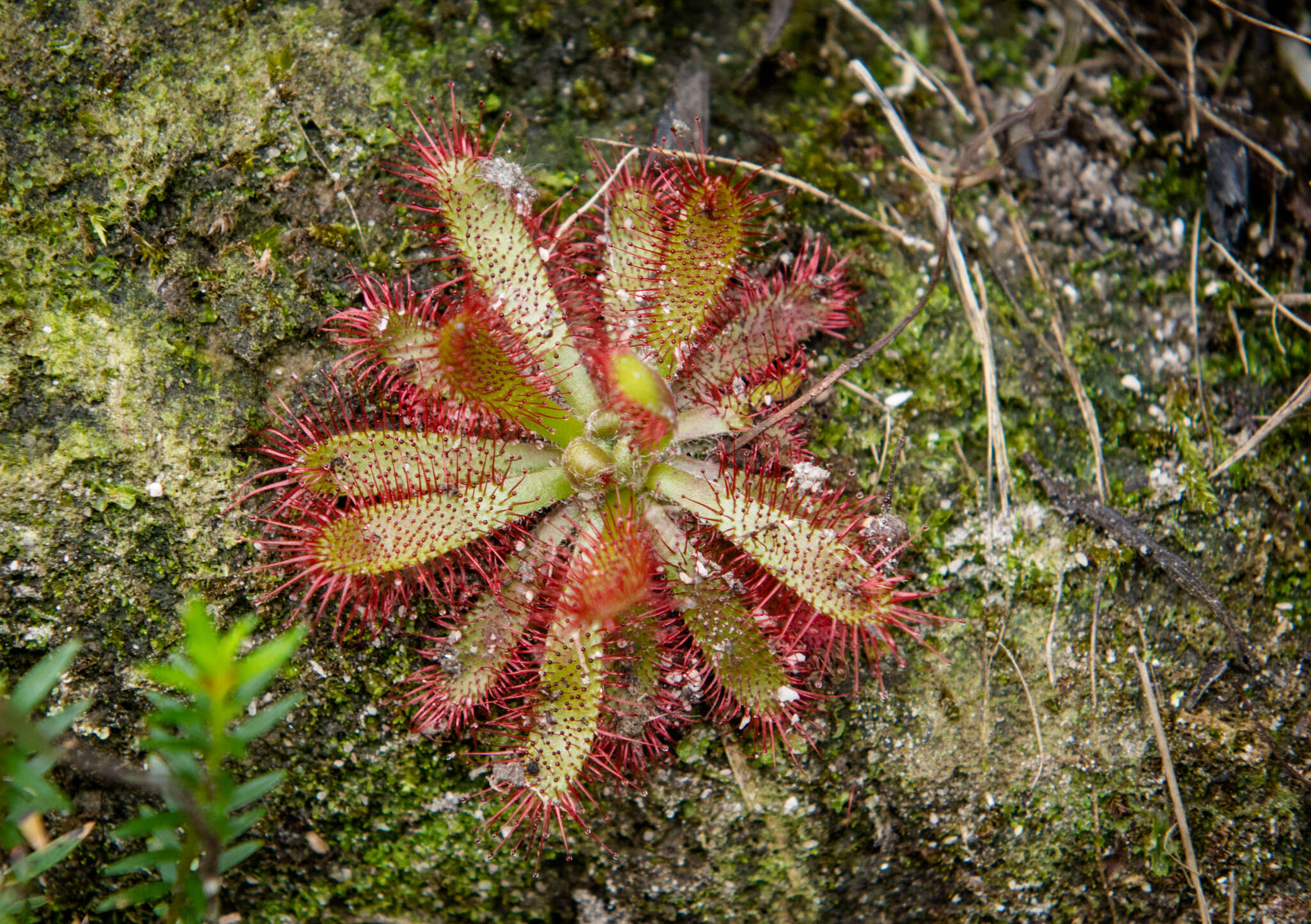 Drosera montana var. tomentosa (St. Hil.) Diels的圖片