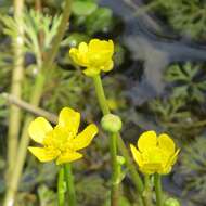 Image of yellow water buttercup