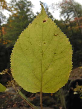 Imagem de Hydrangea cinerea Small