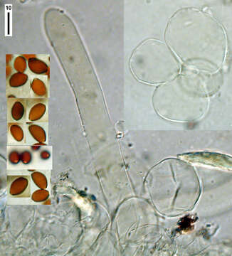 Coprinopsis coniophora (Romagn.) Redhead, Vilgalys & Moncalvo 2001 resmi