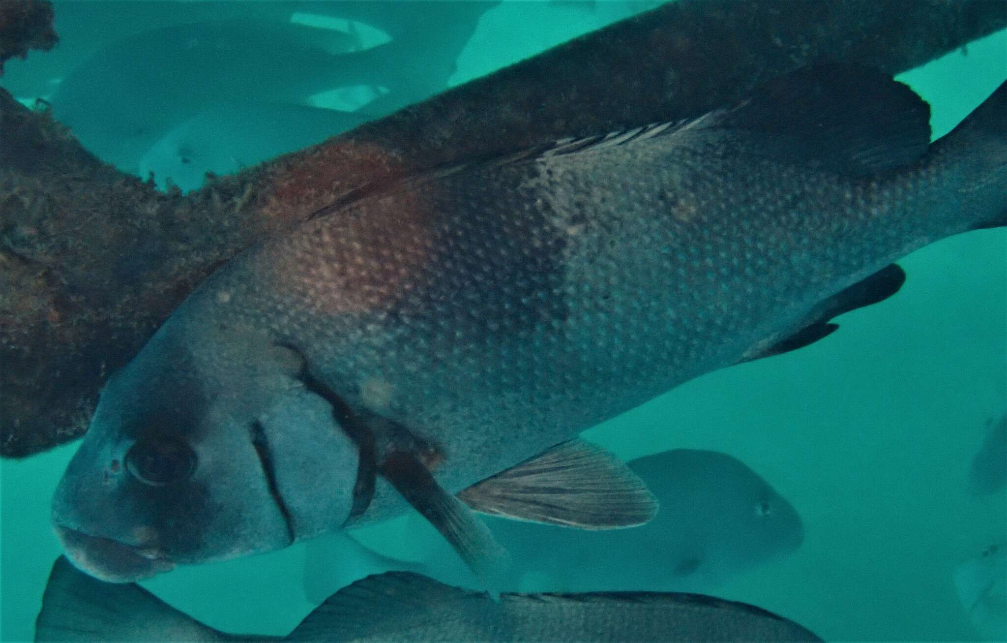 Image of Brown Sweetlips