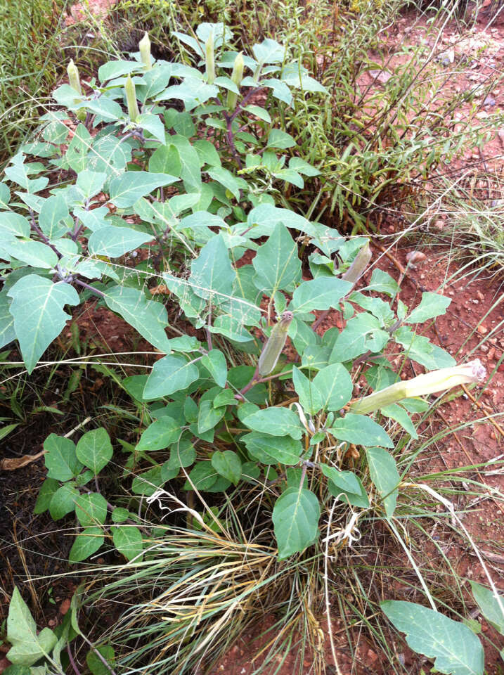 Imagem de Datura wrightii Hort. ex Regel