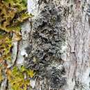 Image of erioderma lichen