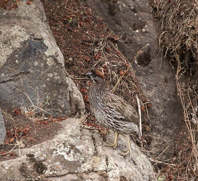 Image of Erckel's Francolin