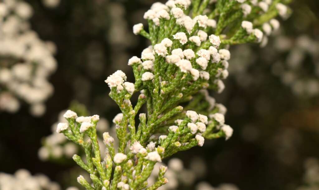 Image of Brunia microphylla Thunb.