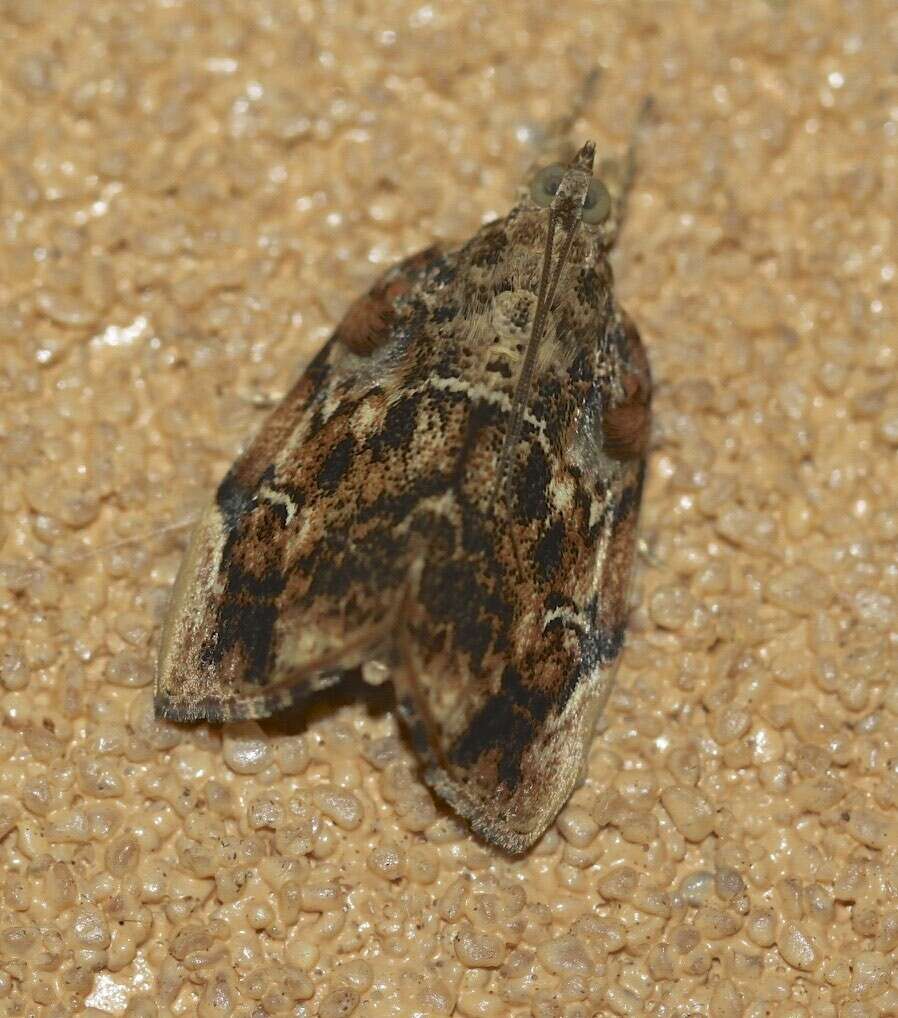 Image de Crocidolomia suffusalis Hampson 1891