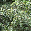 Clusia sphaerocarpa Planch. & Triana的圖片