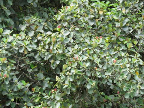 Clusia sphaerocarpa Planch. & Triana的圖片