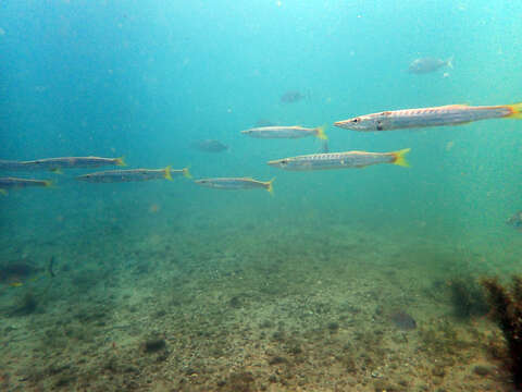 Image of Obtuse barracuda