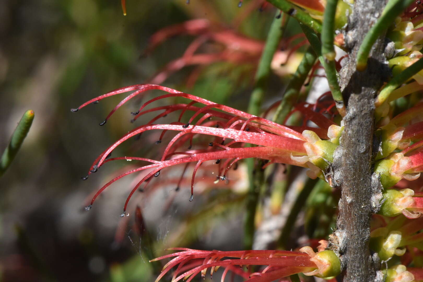 Image of Melaleuca alilateralis Craven & R. D. Edwards