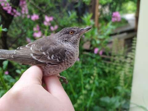 Image of Barred Warbler