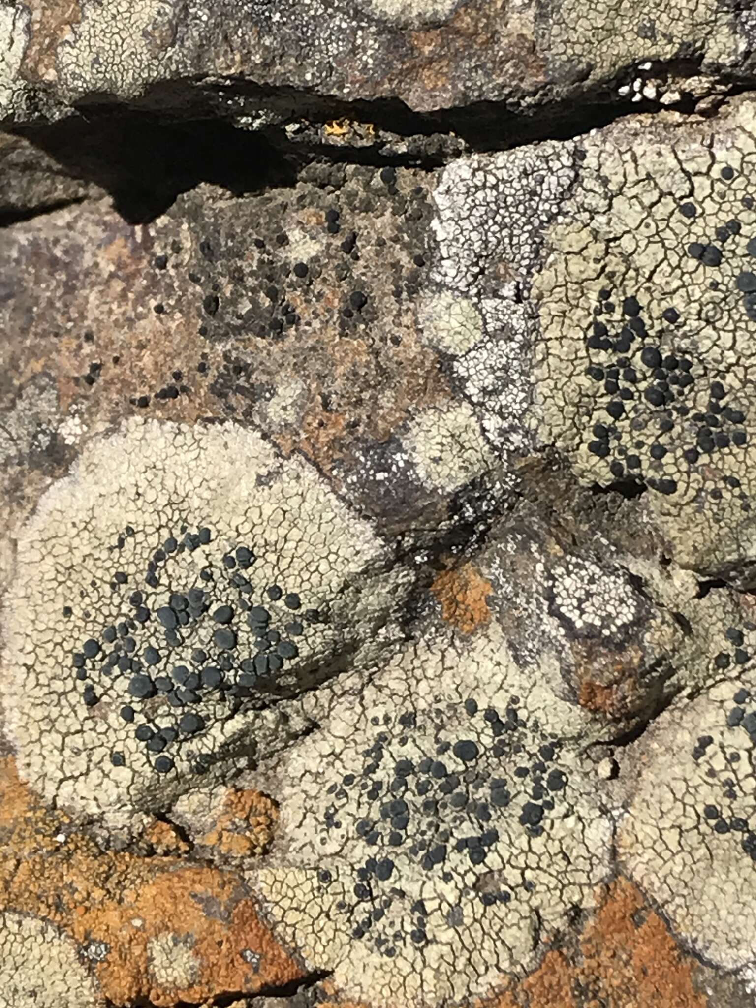 Image of disc lichen