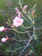 Plancia ëd Oenothera nuttallii Torr. & Gray