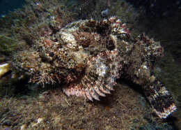 Image of Raggy scorpionfish