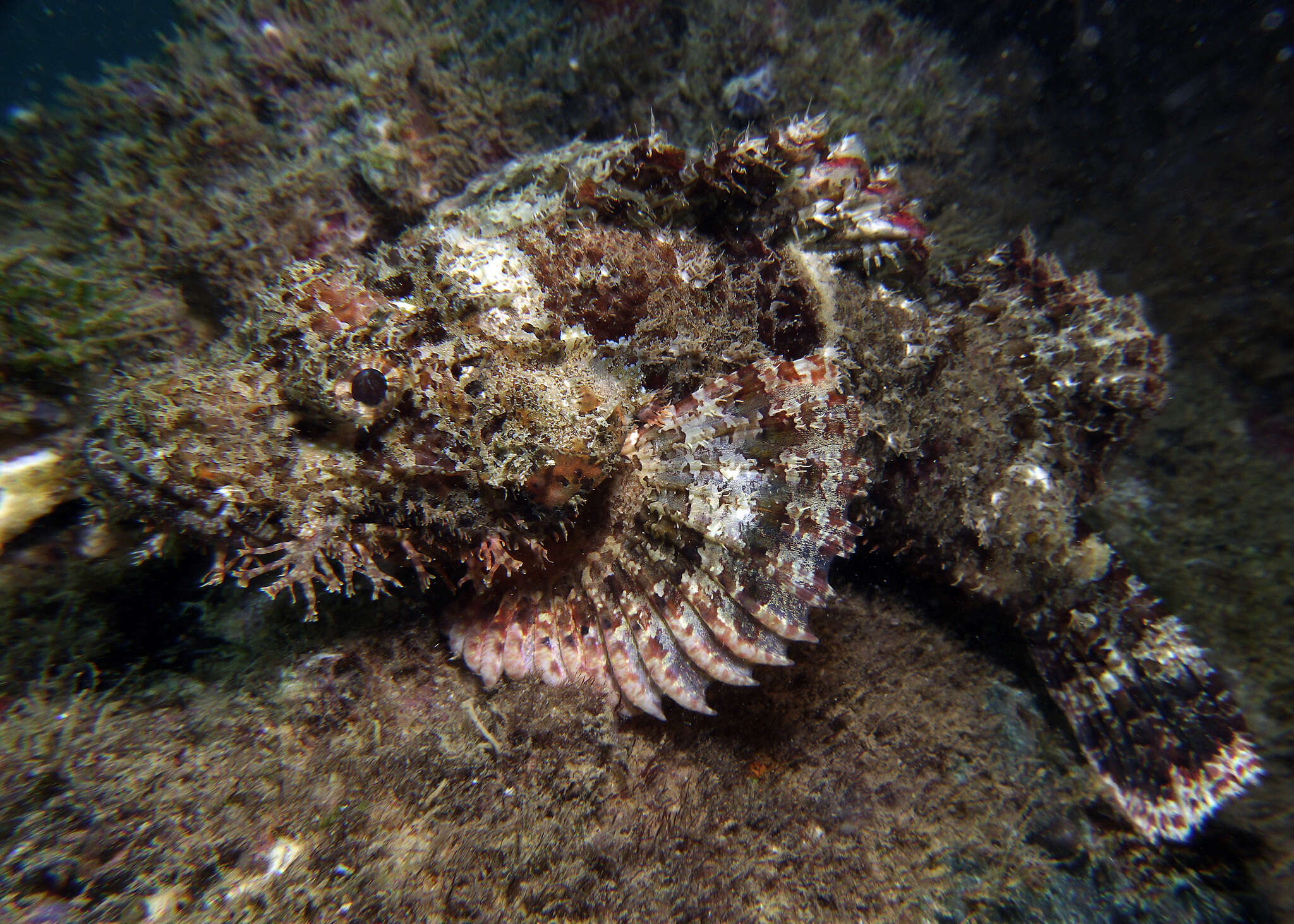 Image of Raggy scorpionfish