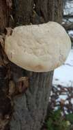 Image of Fomitopsis ochracea Ryvarden & Stokland 2008