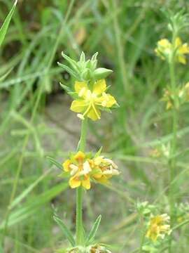 Plancia ëd Vahlia capensis (L. fil.) Thunb.