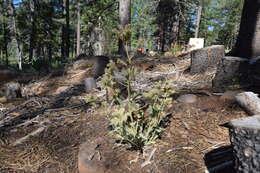 Image of silverleaf phacelia