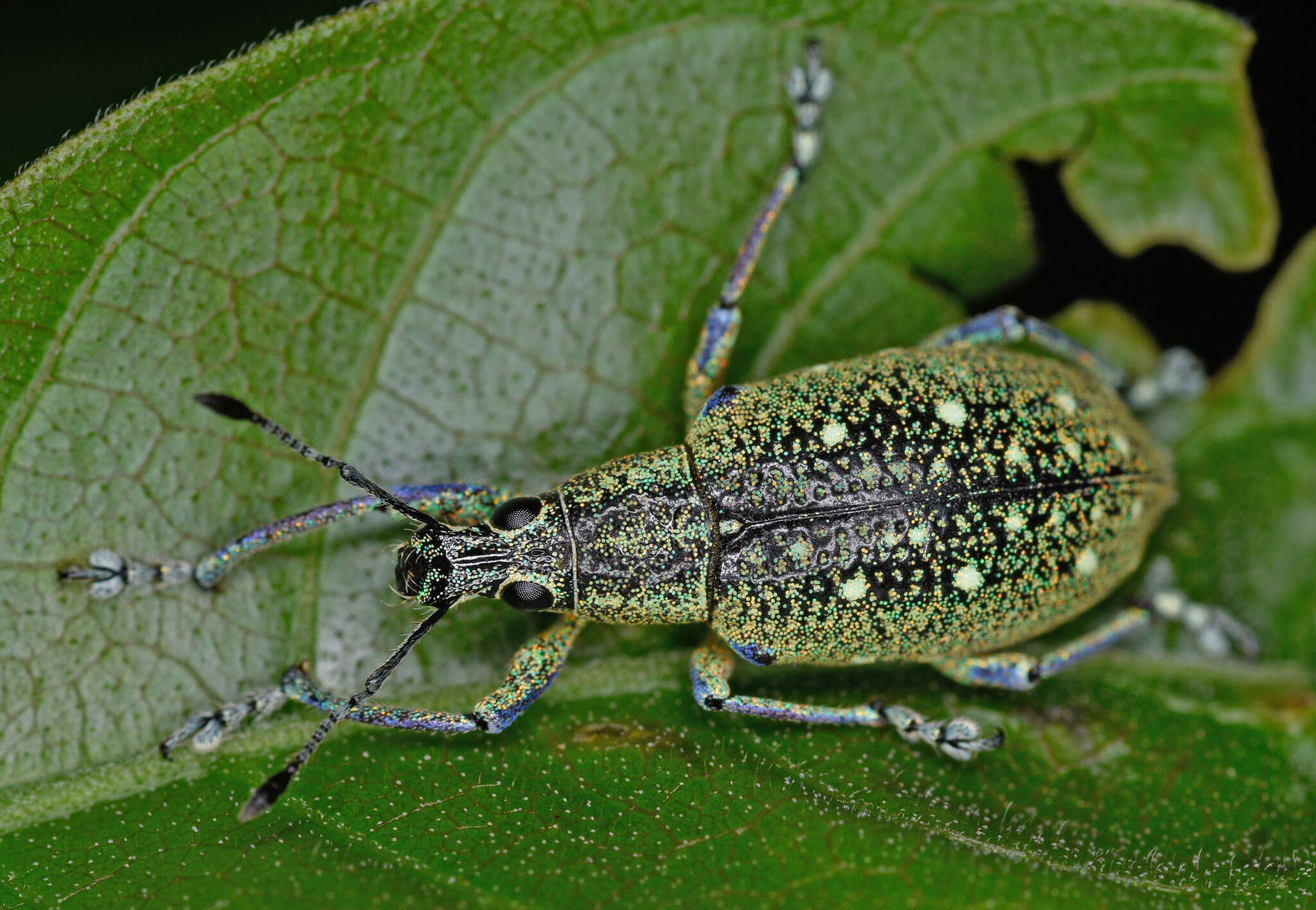 Image of Exophthalmus jekelianus White 1858