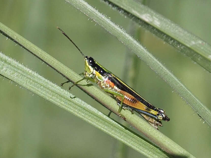 Image of Stenopola boliviana (Rehn & J. A. G. 1913)