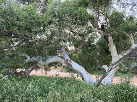 Eucalyptus camaldulensis subsp. refulgens Brooker & M. W. Mc Donald的圖片