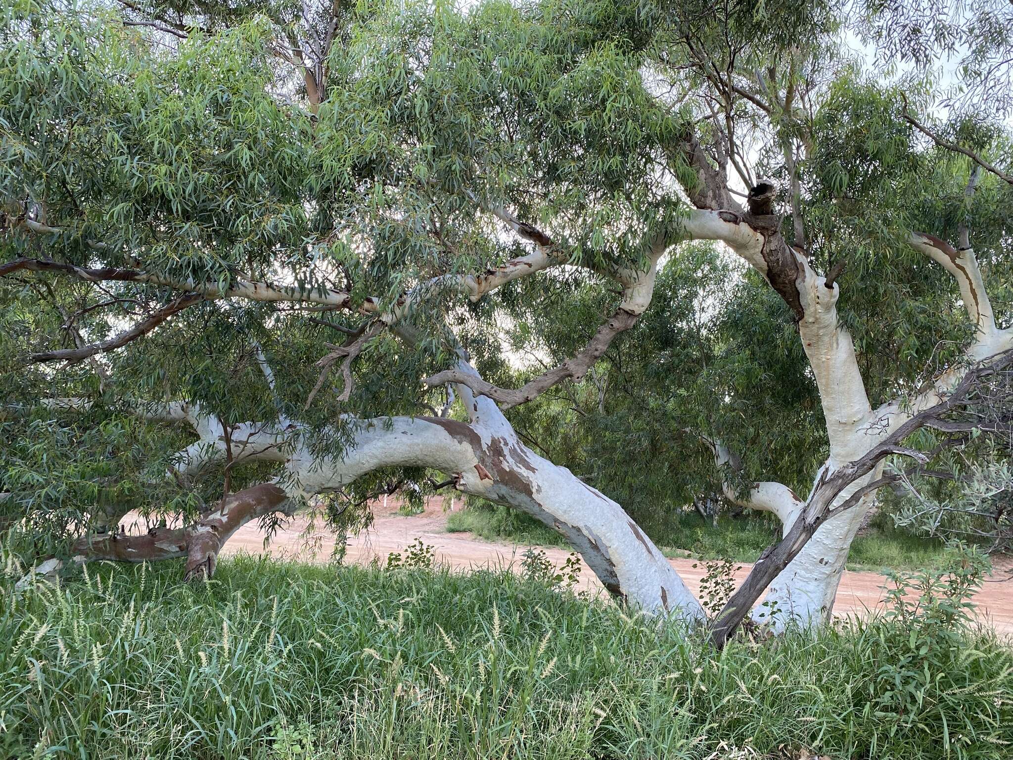 Слика од Eucalyptus camaldulensis subsp. refulgens Brooker & M. W. Mc Donald