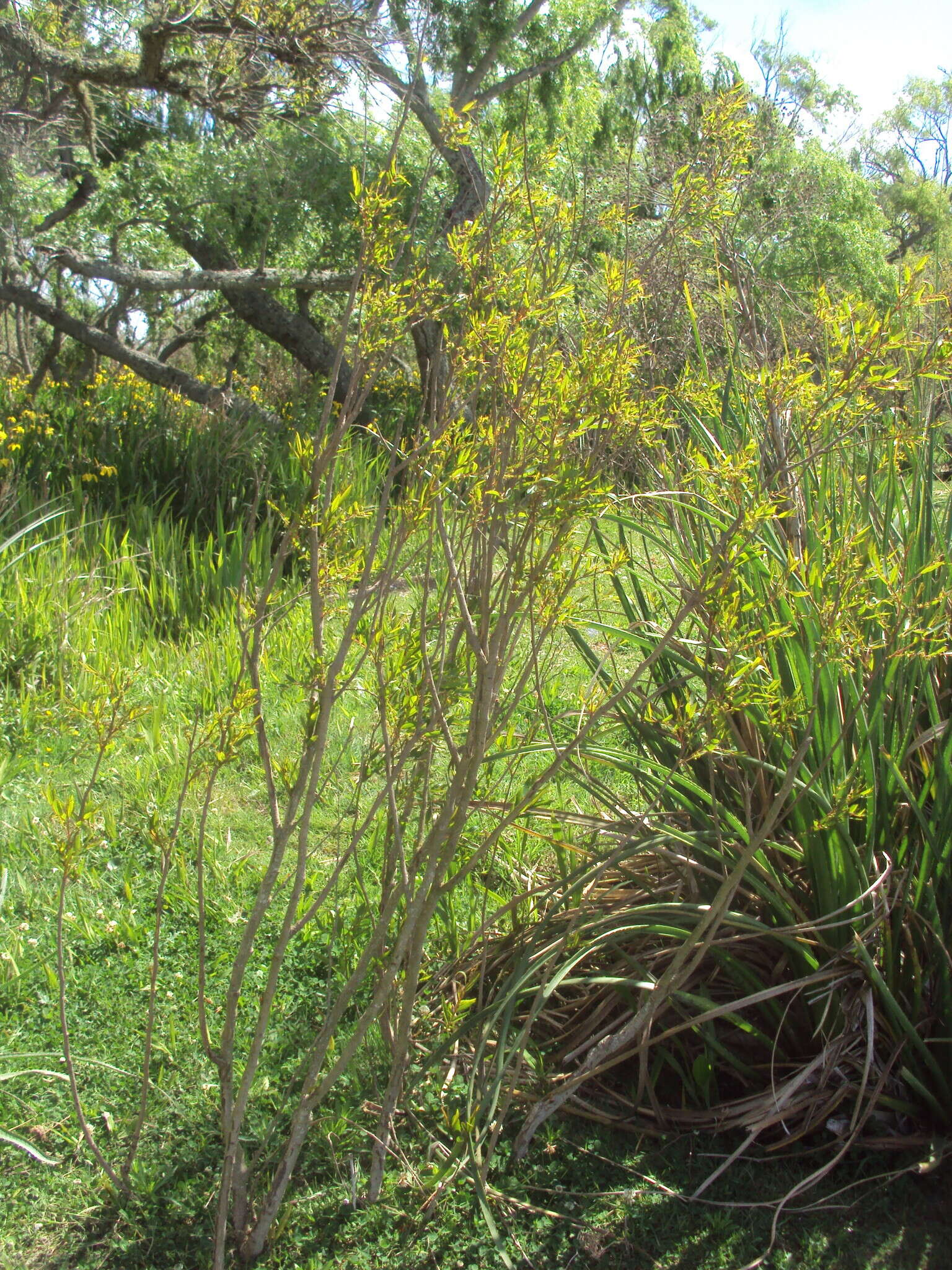 Phyllanthus sellowianus (Klotzsch) Müll. Arg.的圖片