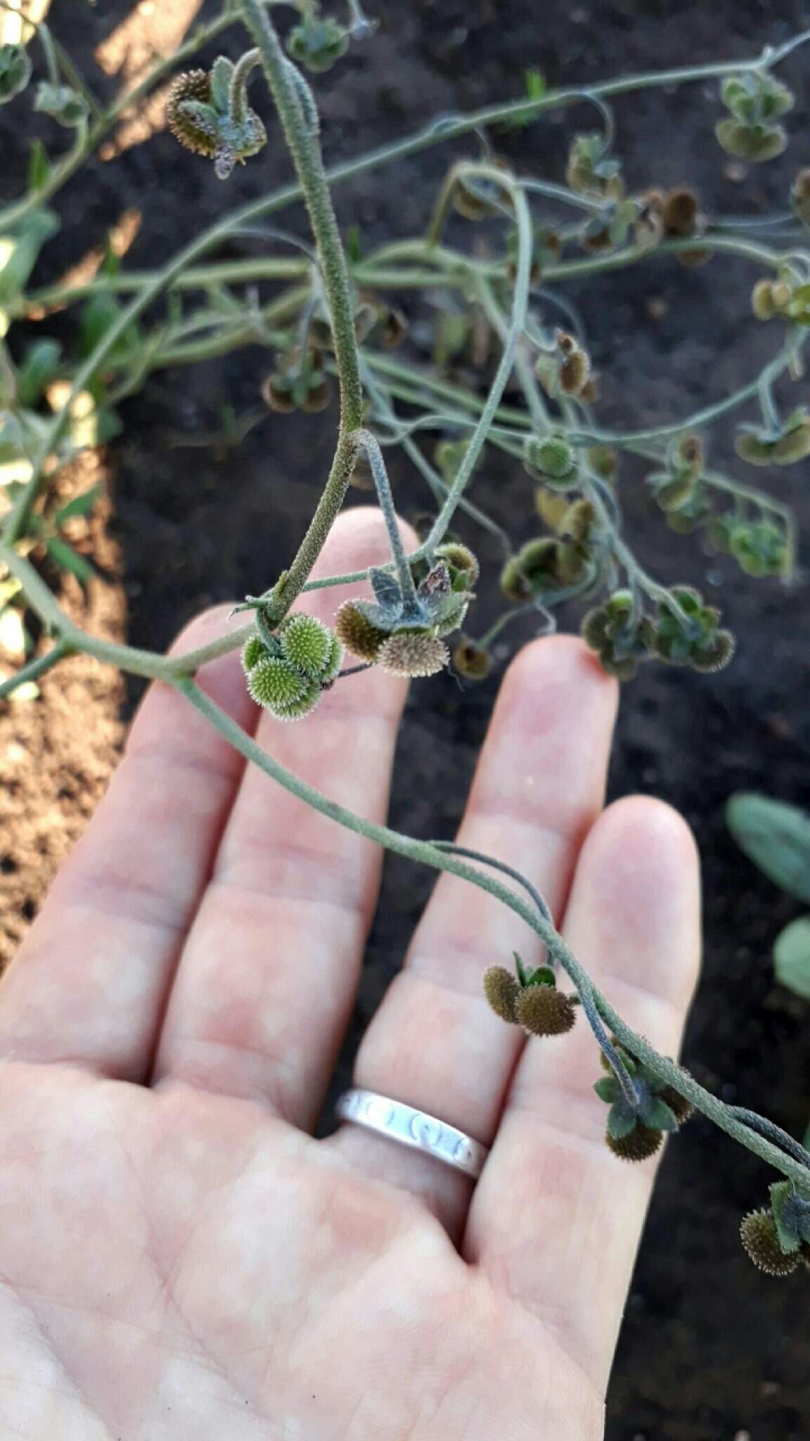 Image of Cynoglossum hispidum Thunb.