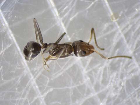 Image of Iridomyrmex anceps (Roger 1863)