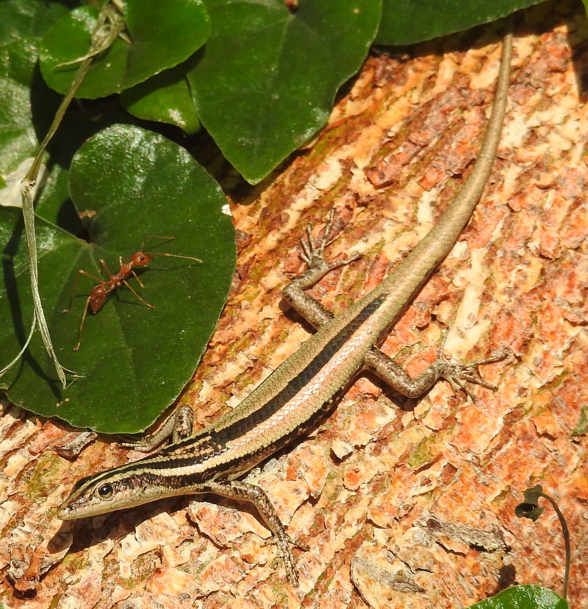 Cryptoblepharus balinensis Barbour 1911 resmi