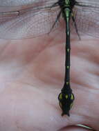 Image of Riverine Clubtail