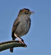 Imagem de Cisticola fulvicapilla dumicola Clancey 1983