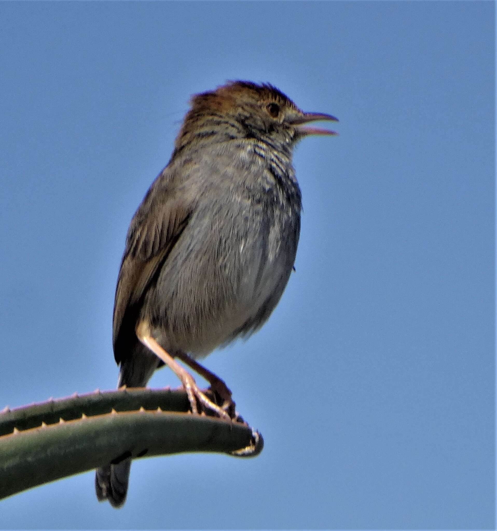 Imagem de Cisticola fulvicapilla dumicola Clancey 1983