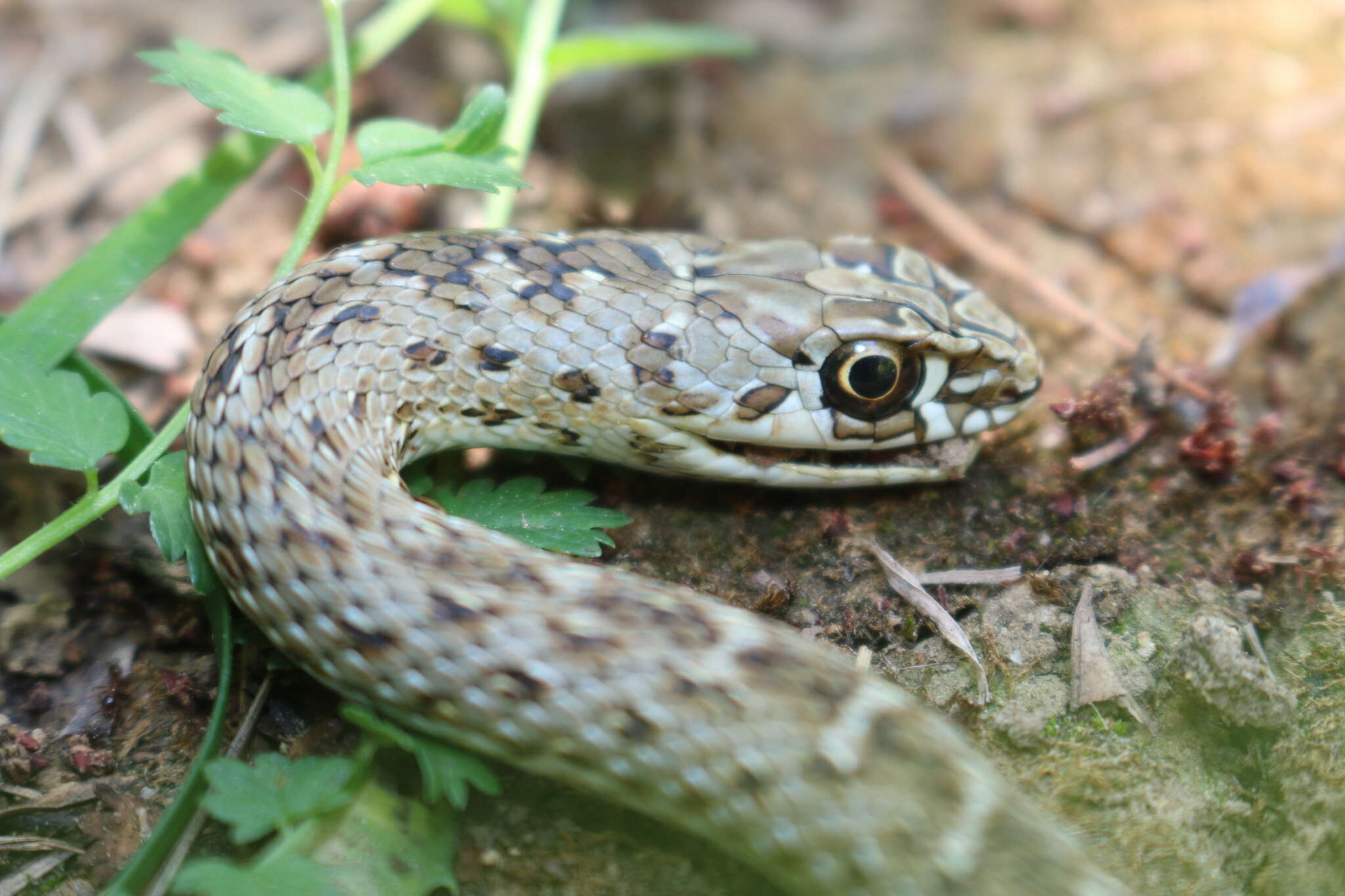 Image of Malpolon monspessulanus monspessulanus (Hermann 1804)