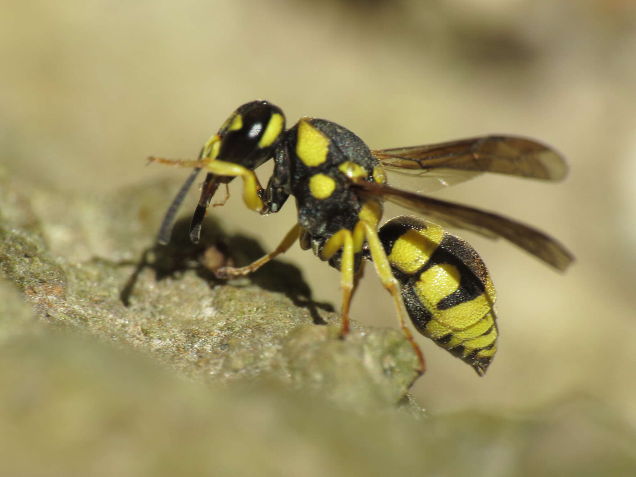 Image of Antepipona deflenda (S. Saunders 1853)