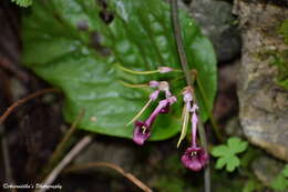 Image of Didymocarpus primulifolius D. Don