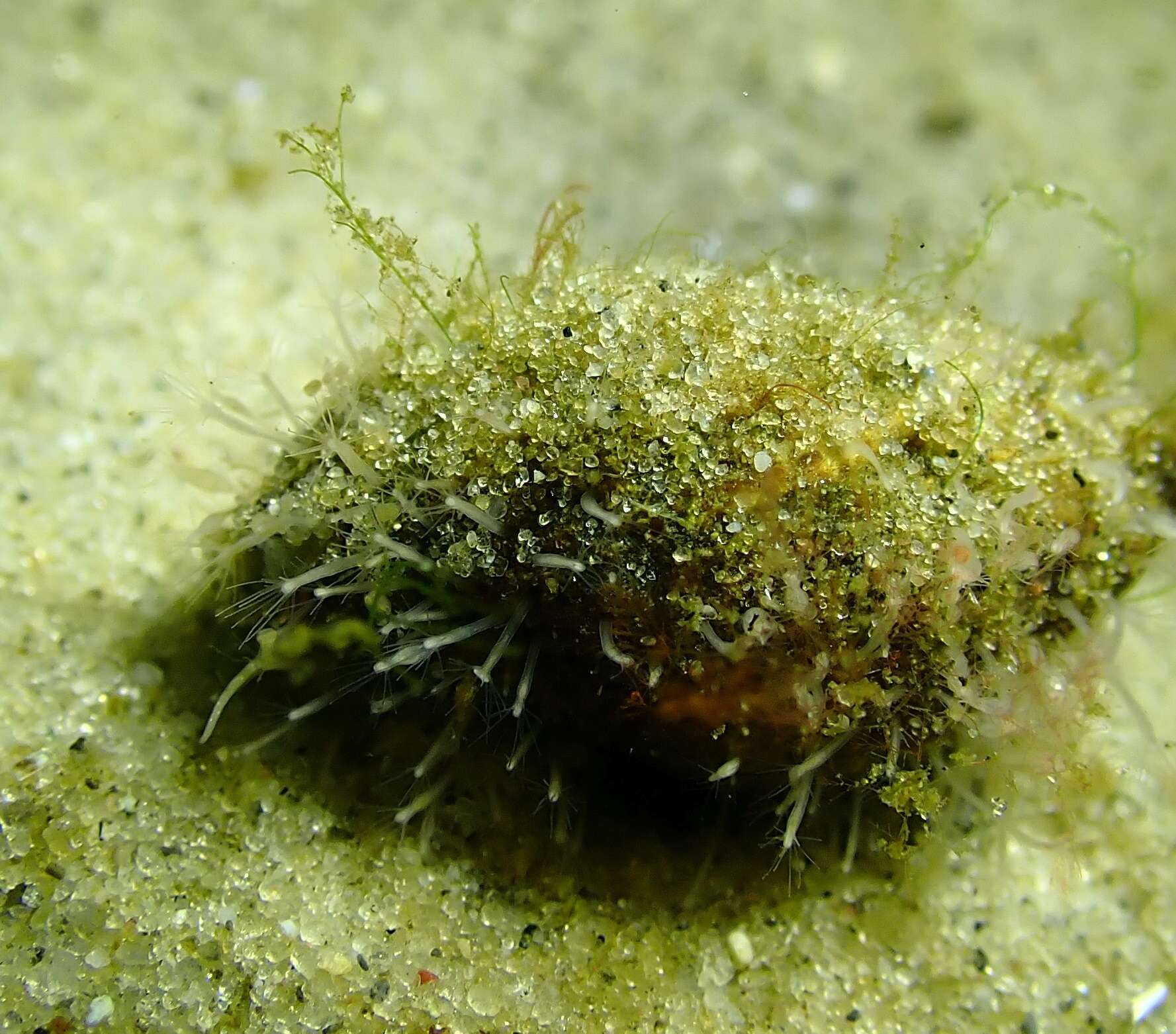 Image of Snail fur hydroid