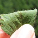 Image of Cascades strawberry