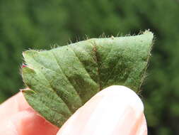 Sivun Fragaria cascadensis K. E. Hummer kuva