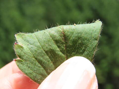 Image of Cascades strawberry