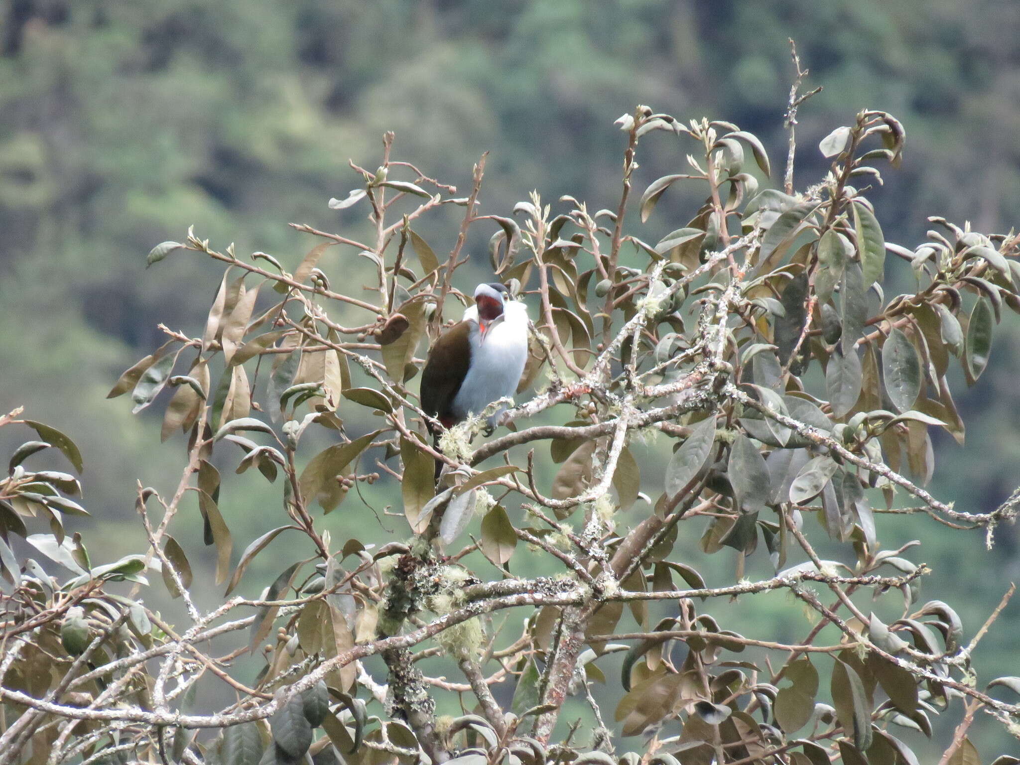 Image of Black-billed Mountain Toucan